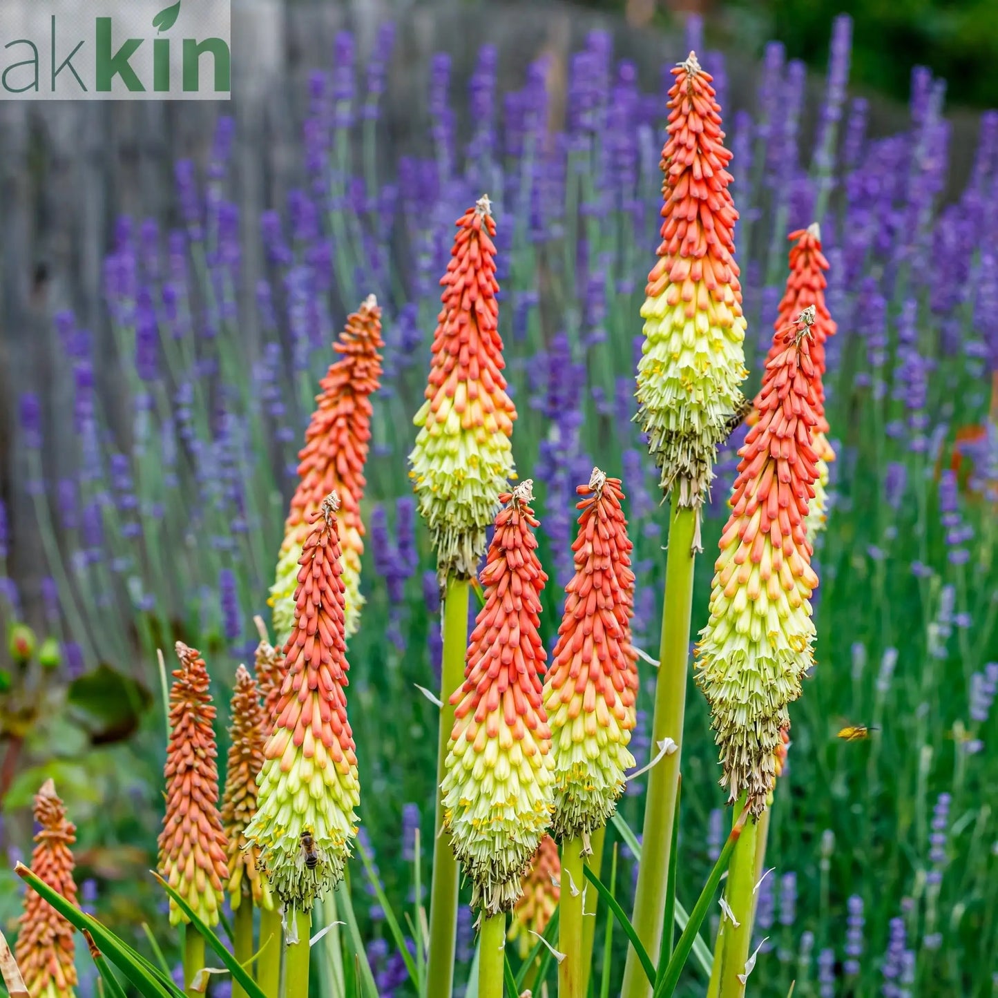 Kniphofia uvaria 'Flamenco' (Red Hot Poker) 9cm/3L One Click Plants