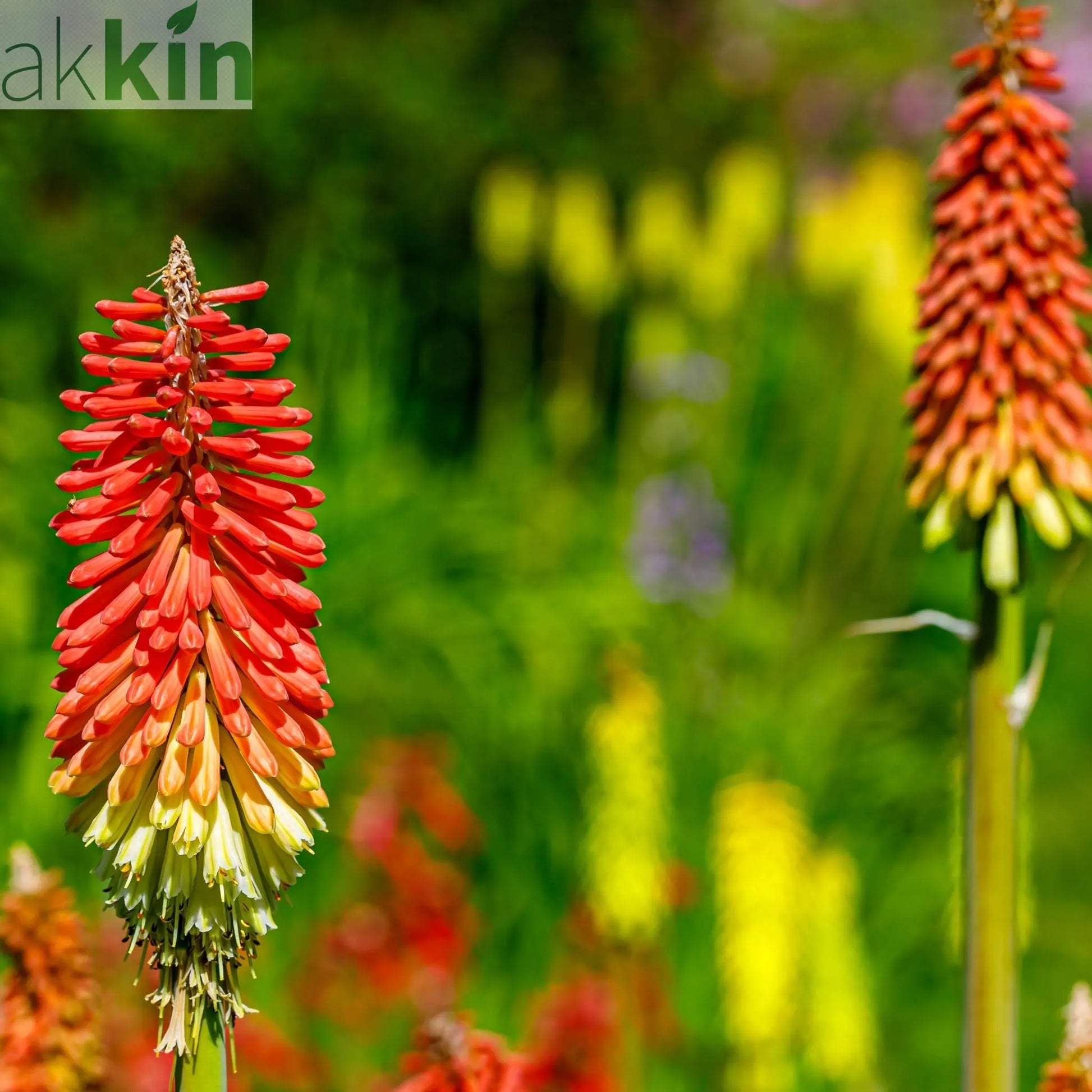Kniphofia uvaria 'Flamenco' (Red Hot Poker) 9cm/3L One Click Plants