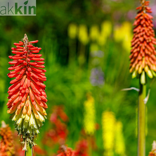 Kniphofia uvaria 'Flamenco' (Red Hot Poker) 9cm/3L One Click Plants