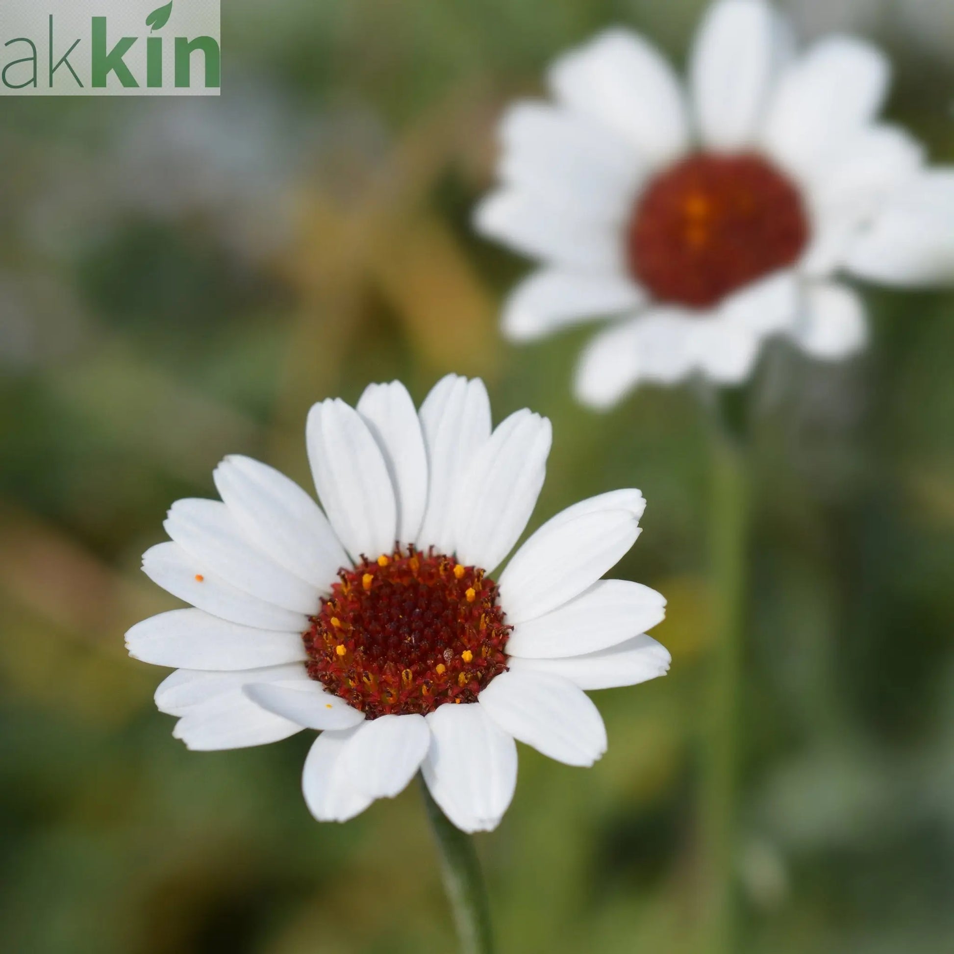 Rhodanthemum Marakesh 9cm One Click Plants