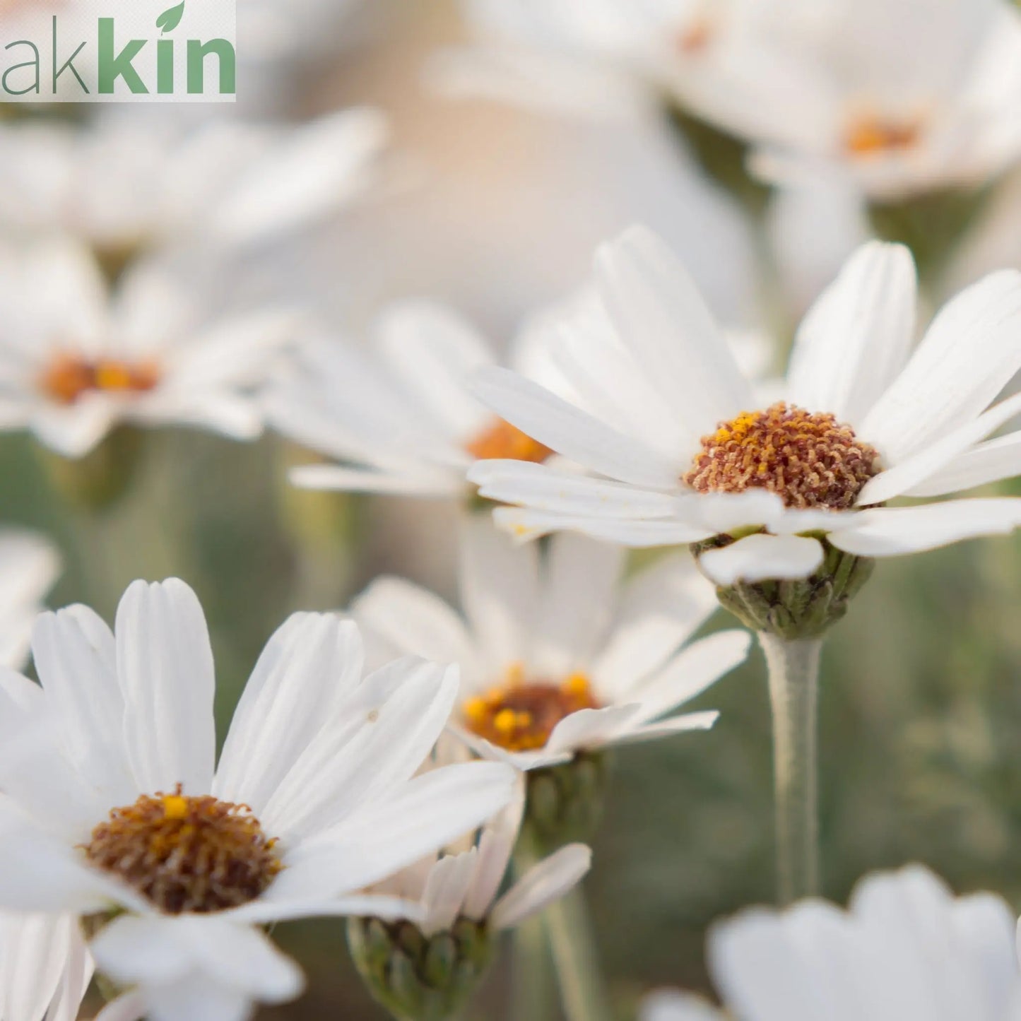 Rhodanthemum ‘Casablanca’ 1.5L One Click Plants