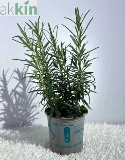 Rosemary officinalis (8cm/1.5L) One Click Plants