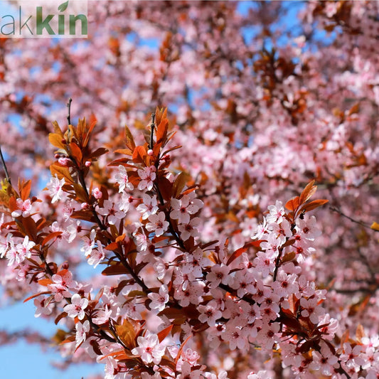 Ornamental Flowering Cherry Blossom Tree Dwarf - Nipponica 'Ruby' One Click Plants