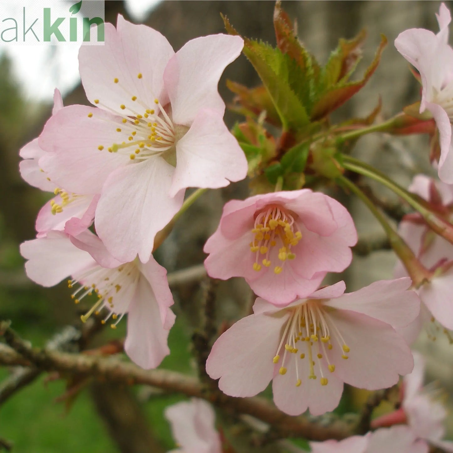 Prunus Niponica 'Ruby' - Ornamental Flowering Cherry Blossom Tree 7.5L 1m One Click Plants