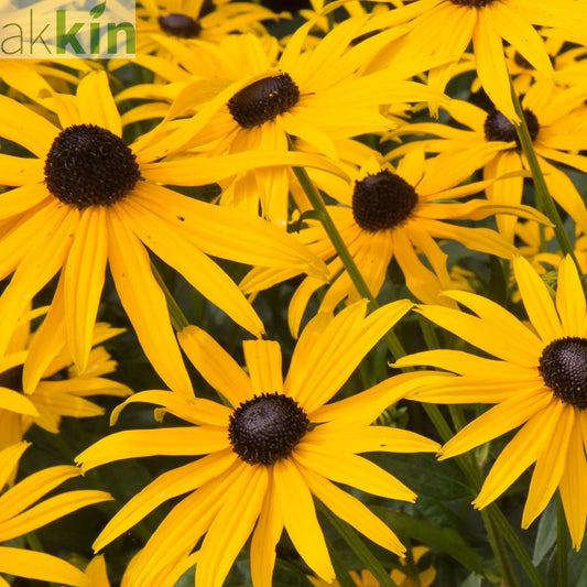 Rudbeckia fulgida Goldstrum 9cm One Click Plants