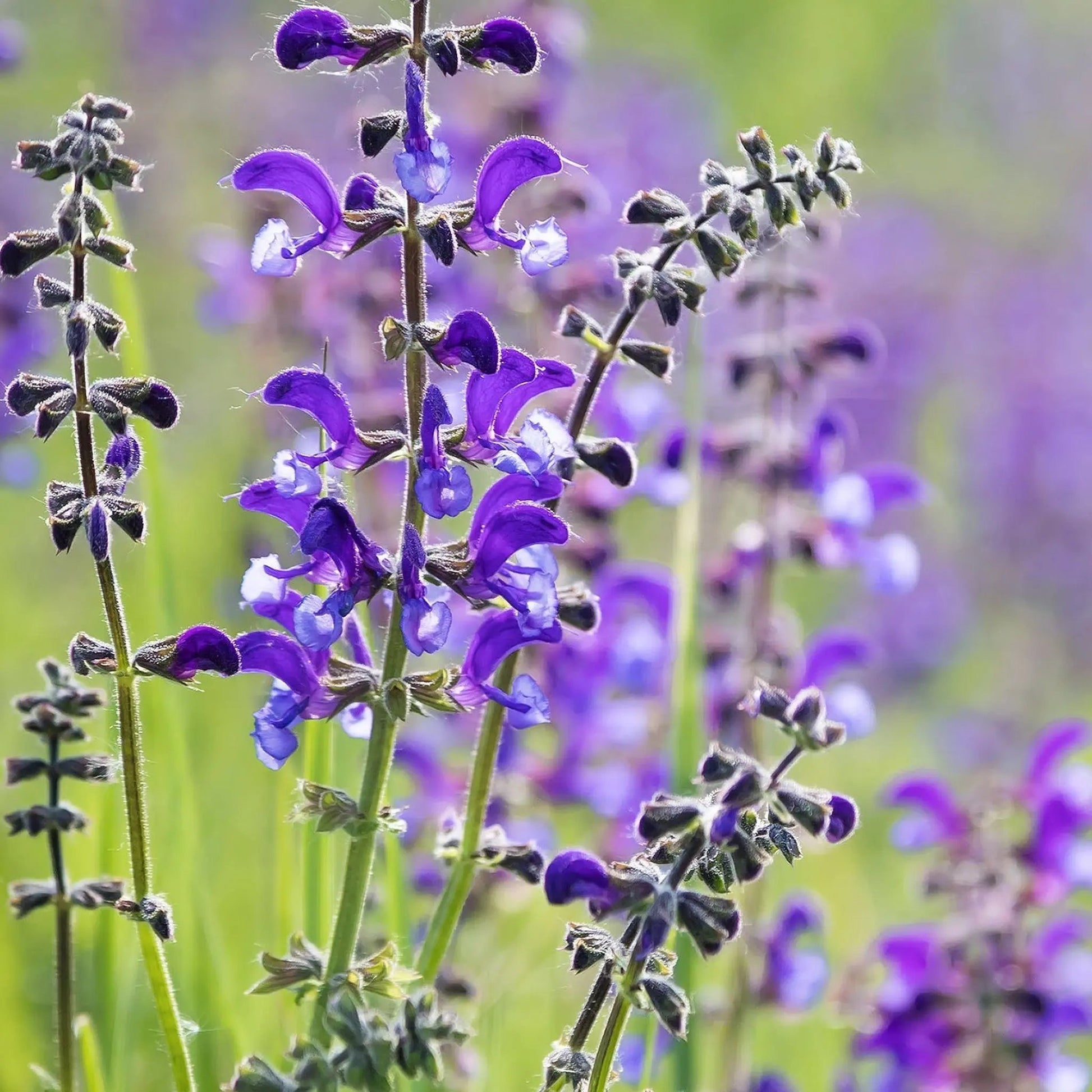 Salvia nemorosa Sensation Blue 9cm/1.5L One Click Plants