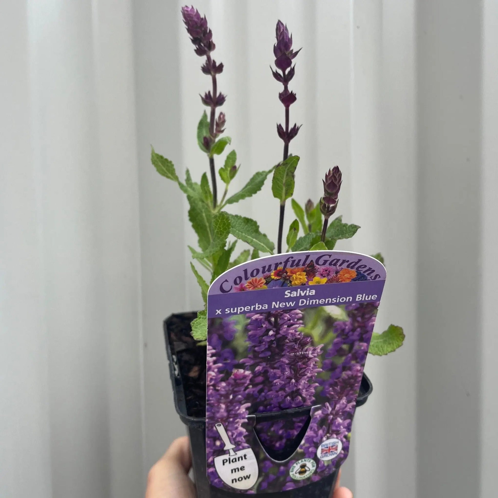 Salvia nemorosa Sensation Blue 9cm/1.5L One Click Plants