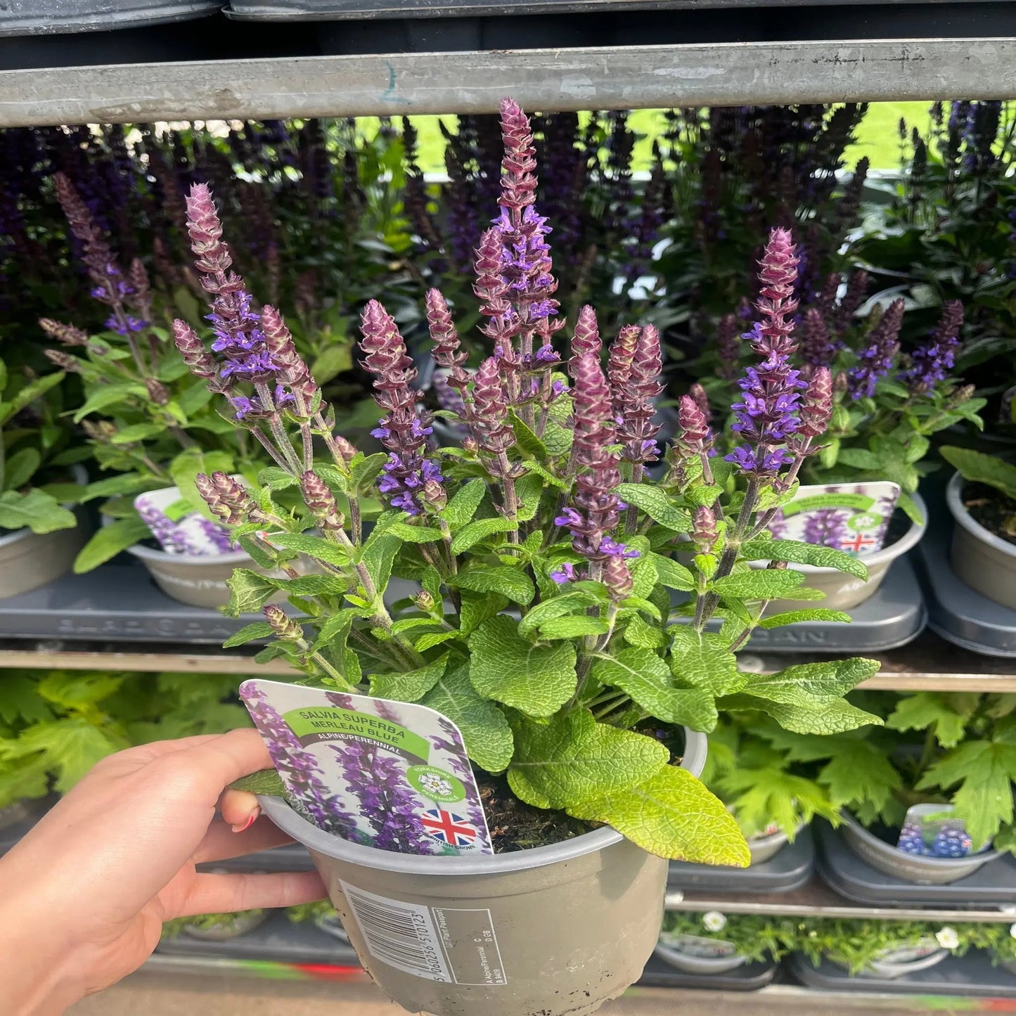 Salvia nemorosa Sensation Blue 9cm/1.5L One Click Plants