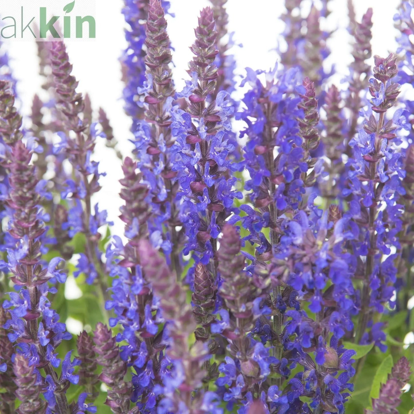 Salvia - Blue Bouquetta 1.5L One Click Plants