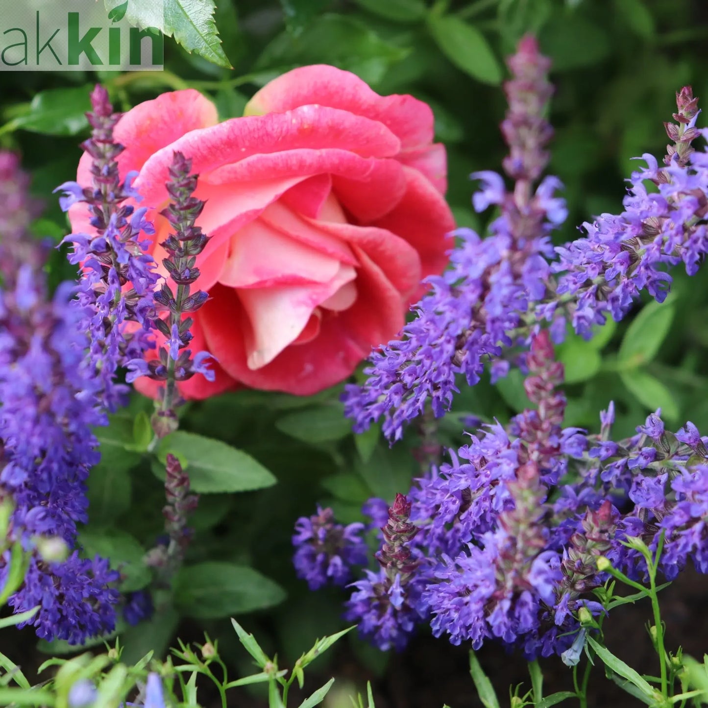 Salvia - Blue Bouquetta 1.5L One Click Plants