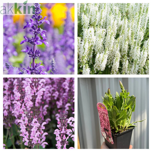 Mix of 3 x Salvias 9cm One Click Plants