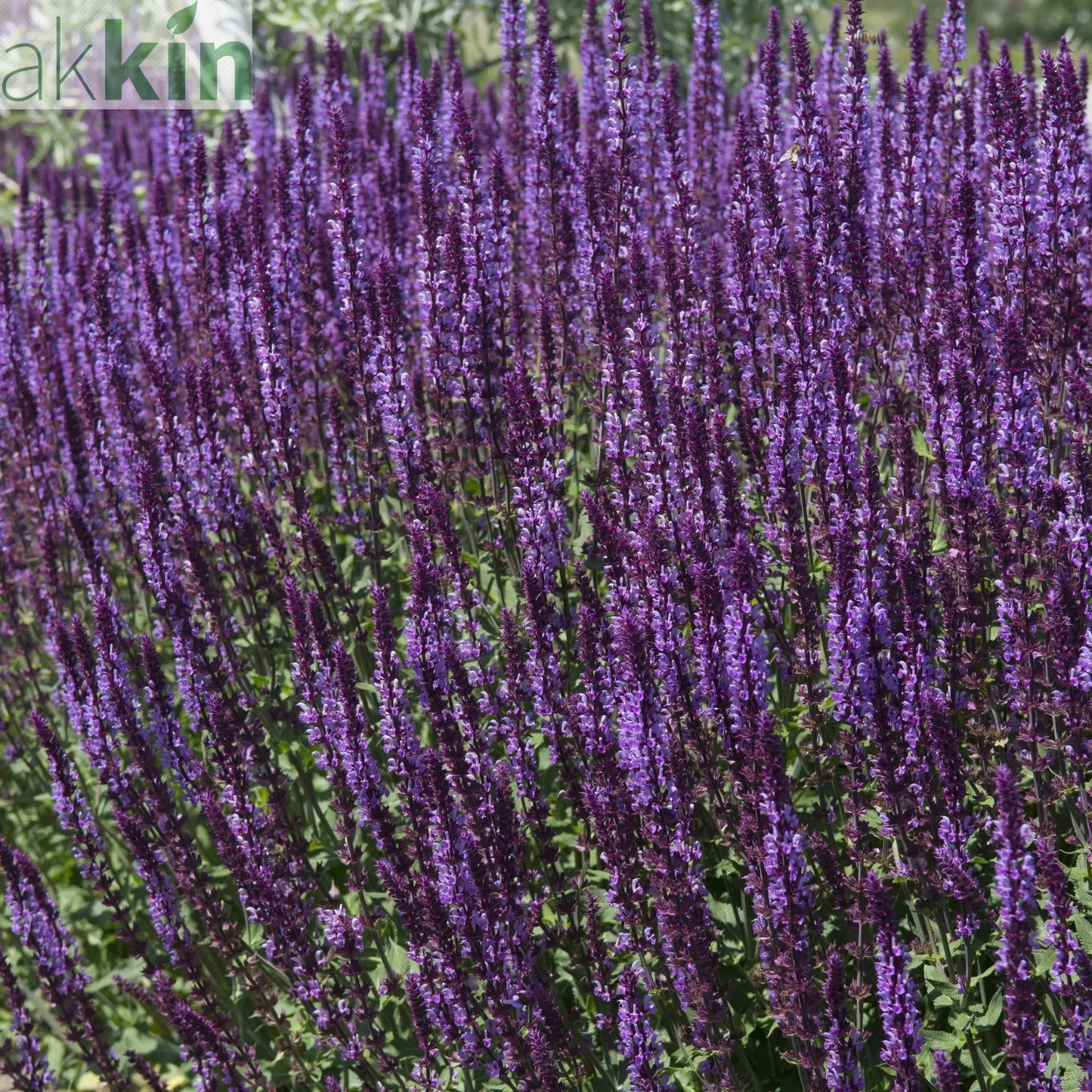 Salvia nemorasa 'Ostfriesland' Blue 9cm / 2L One Click Plants