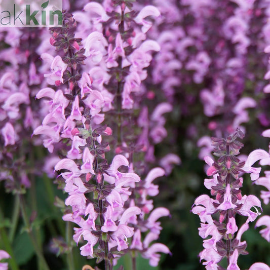 Salvia nemerosa 'Sensation Pink Rose' 9cm One Click Plants