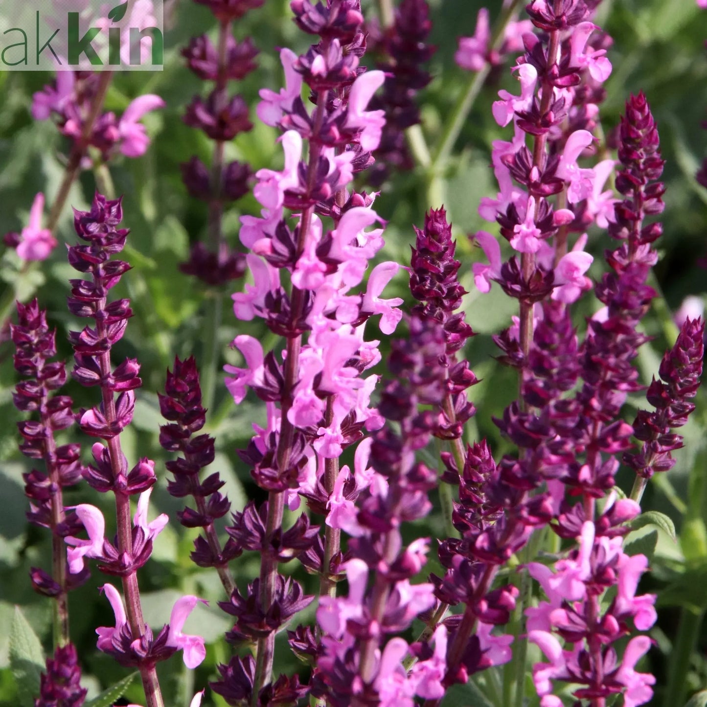 Salvia nemerosa 'Sensation Pink Rose' 9cm One Click Plants