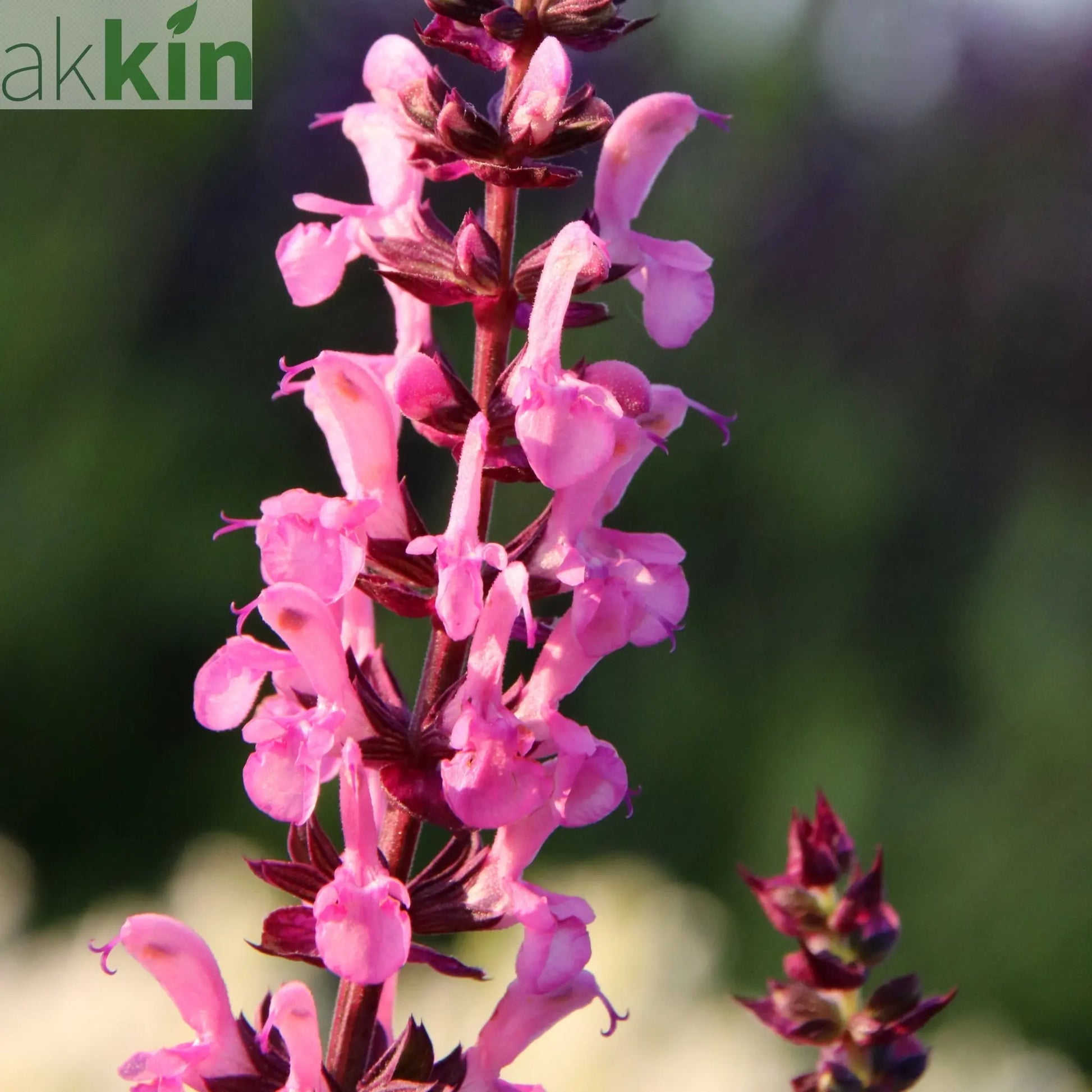 Salvia New Dimensions Rose 9cm/1.5L One Click Plants