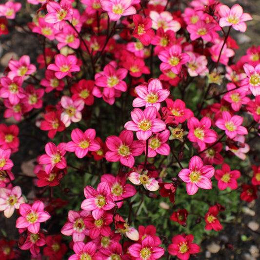Saxifraga x Arendsii Alpino Deep Rose 1.5L One Click Plants