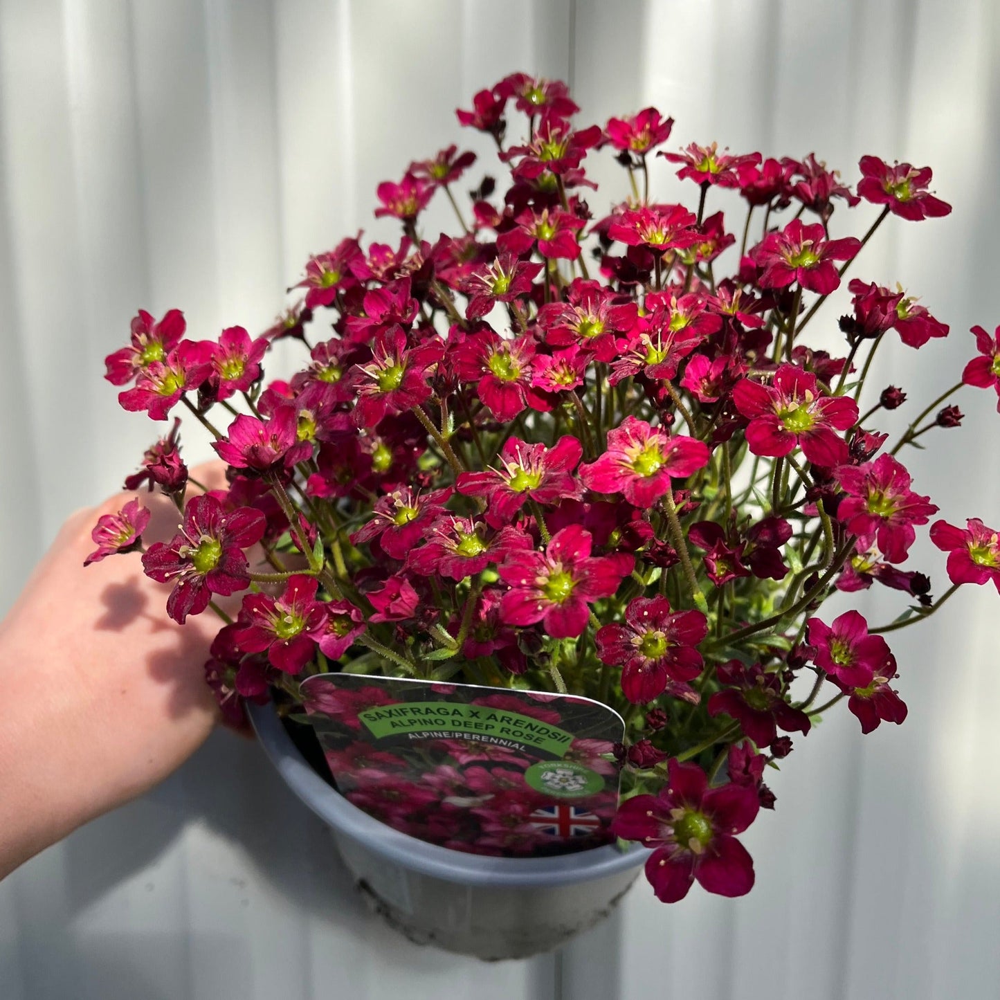 Saxifraga x Arendsii Alpino Deep Rose 1.5L One Click Plants