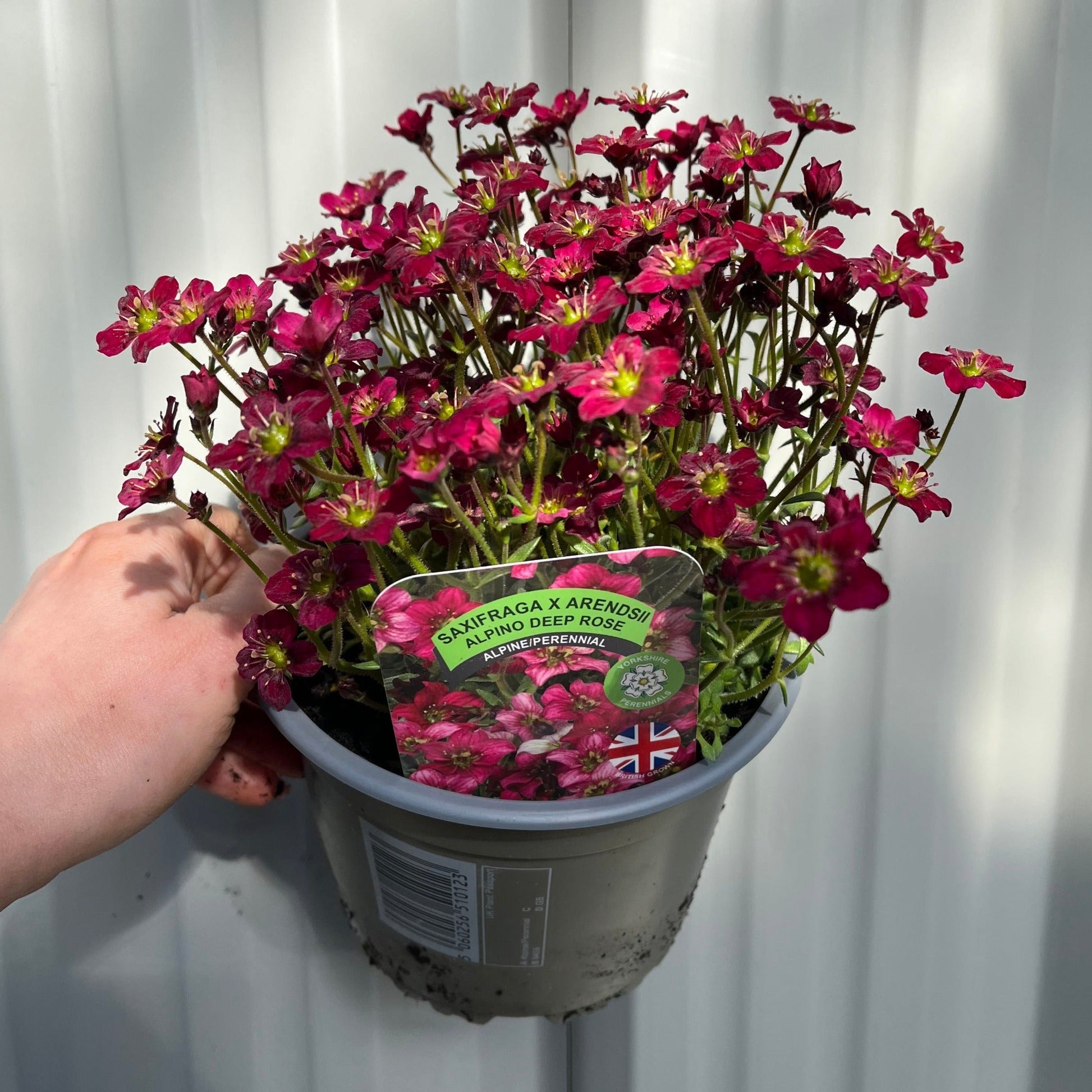 Saxifraga x Arendsii Alpino Deep Rose 1.5L One Click Plants