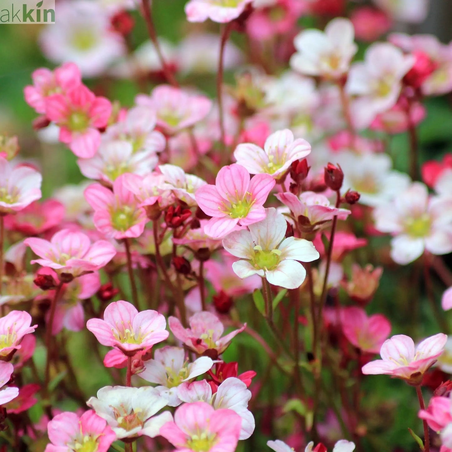 Saxifraga x Arendsii 'Early Magic Salmon' 1.5L One Click Plants