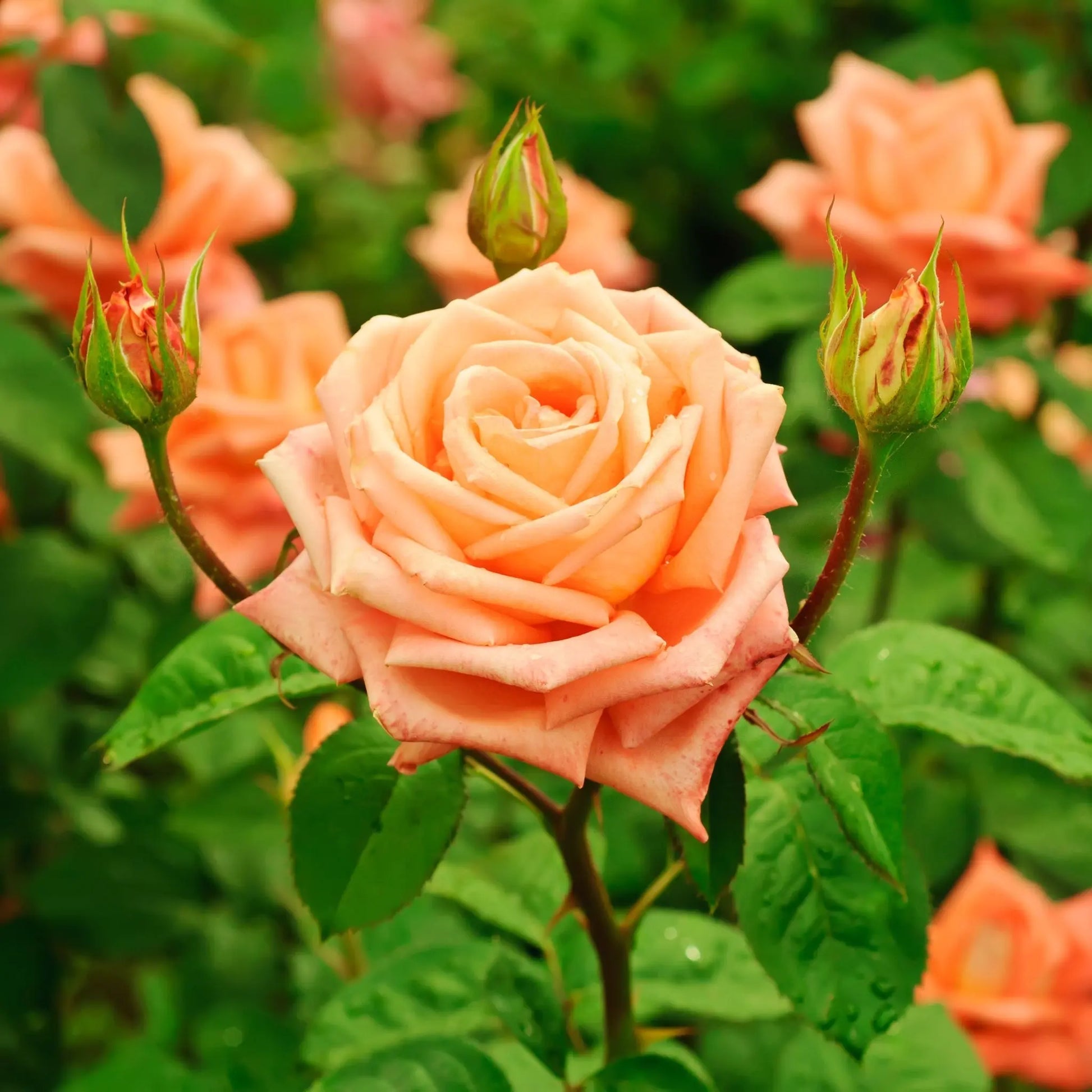 'Schoolgirl' Orange Climbing Rose One Click Plants