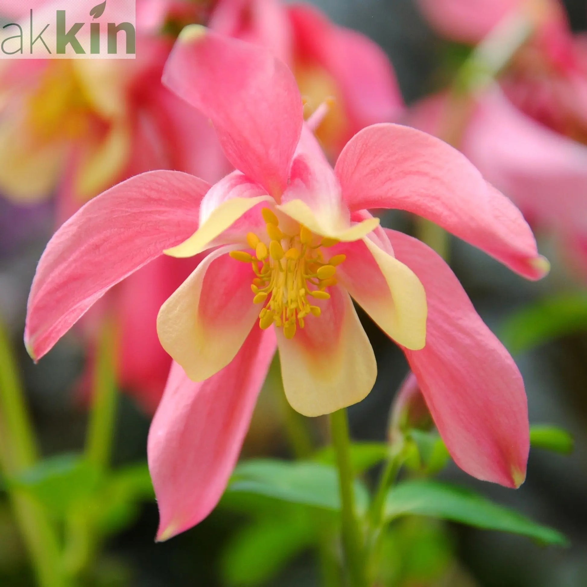 Aquilegia earlybird  Red/Yellow 9cm One Click Plants