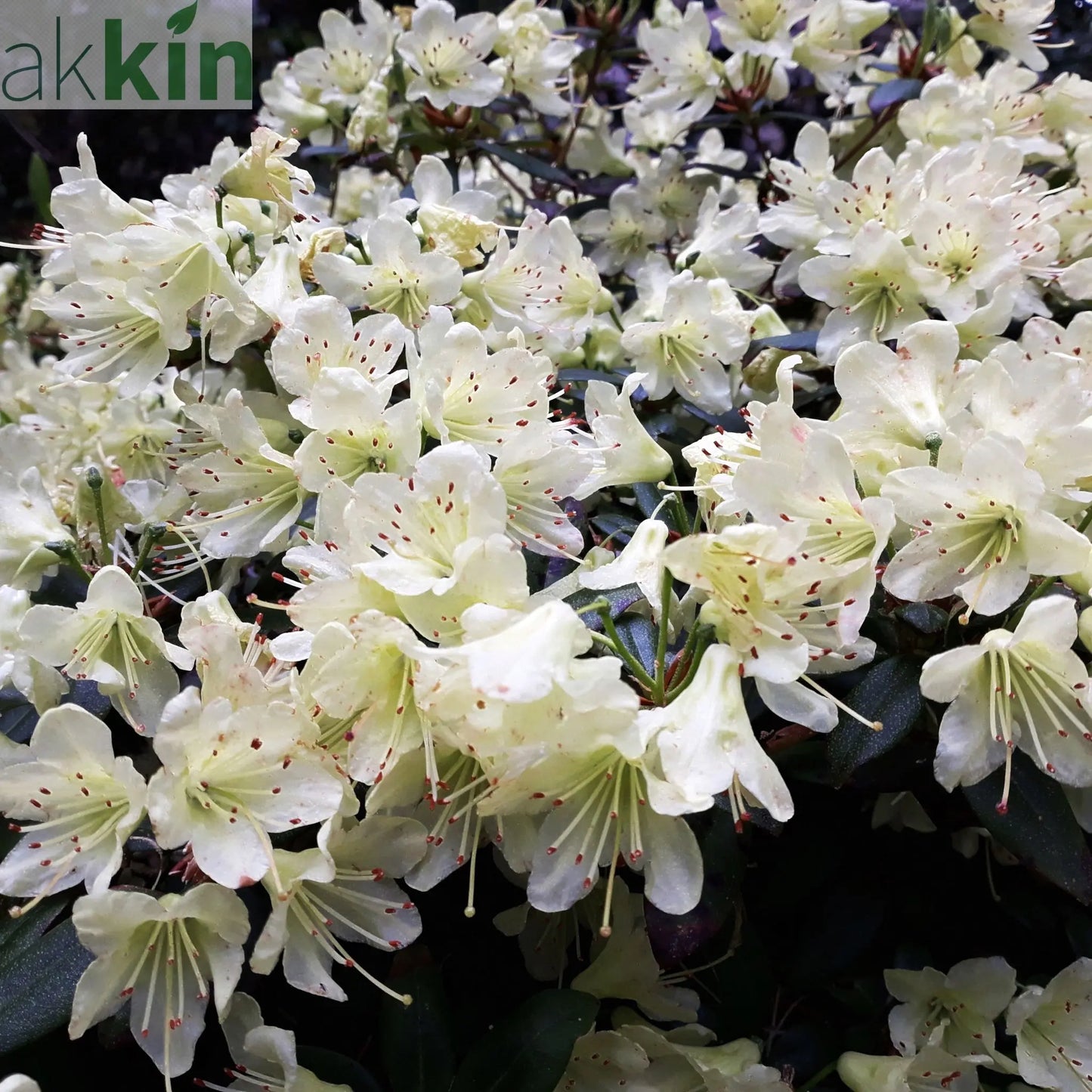 Azalea japonica Palestrina 5L One Click Plants