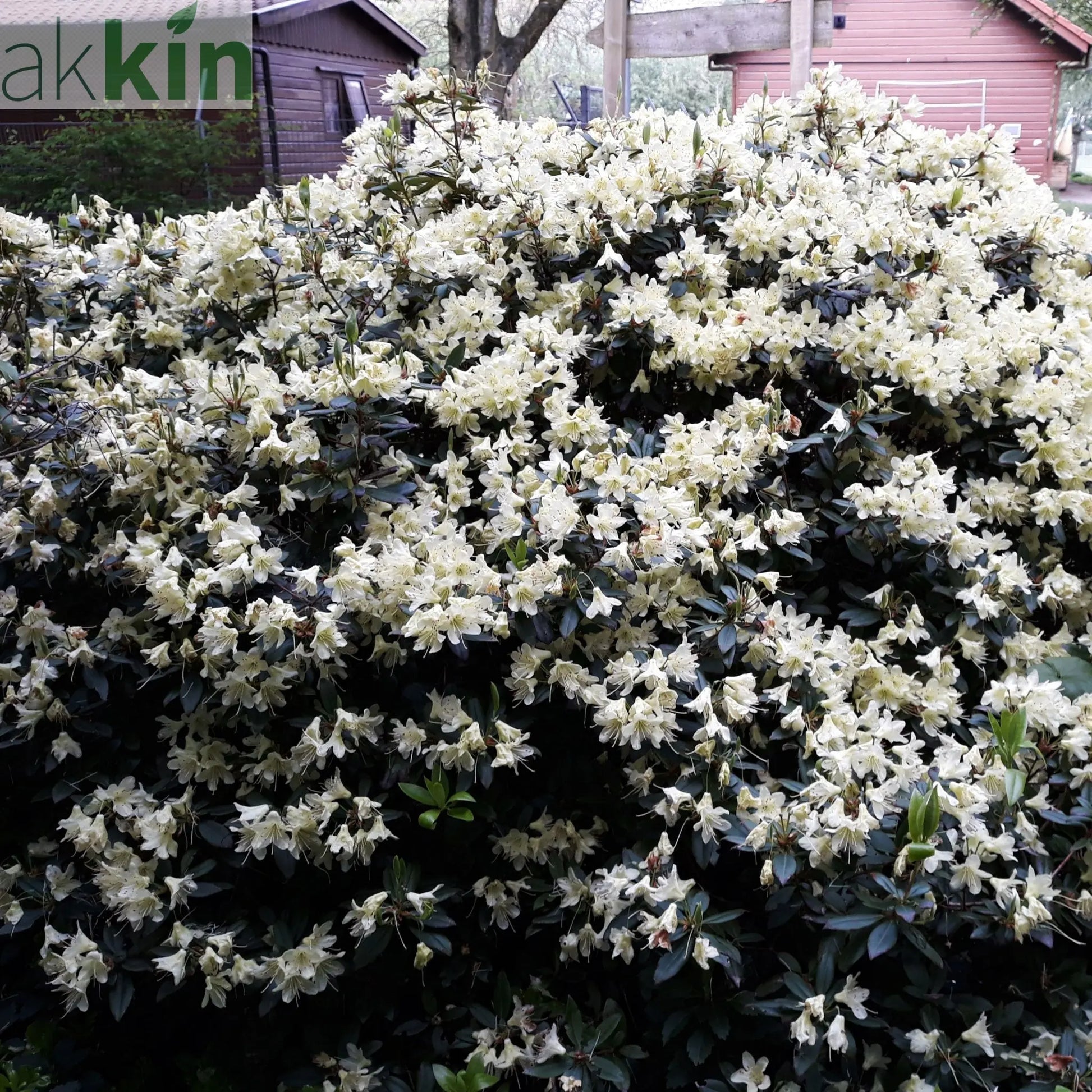 Azalea japonica Palestrina 5L One Click Plants