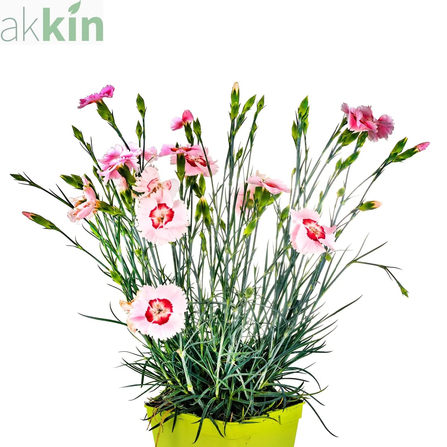Dianthus x allwoodii 'Tequila Sunrise' 9cm One Click Plants