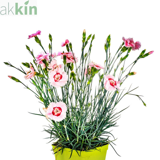 Dianthus x allwoodii 'Tequila Sunrise' 9cm One Click Plants