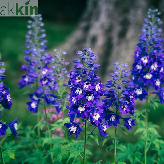 Delphinium Magic Fountain Dark Blue/White 9cm / 3L One Click Plants