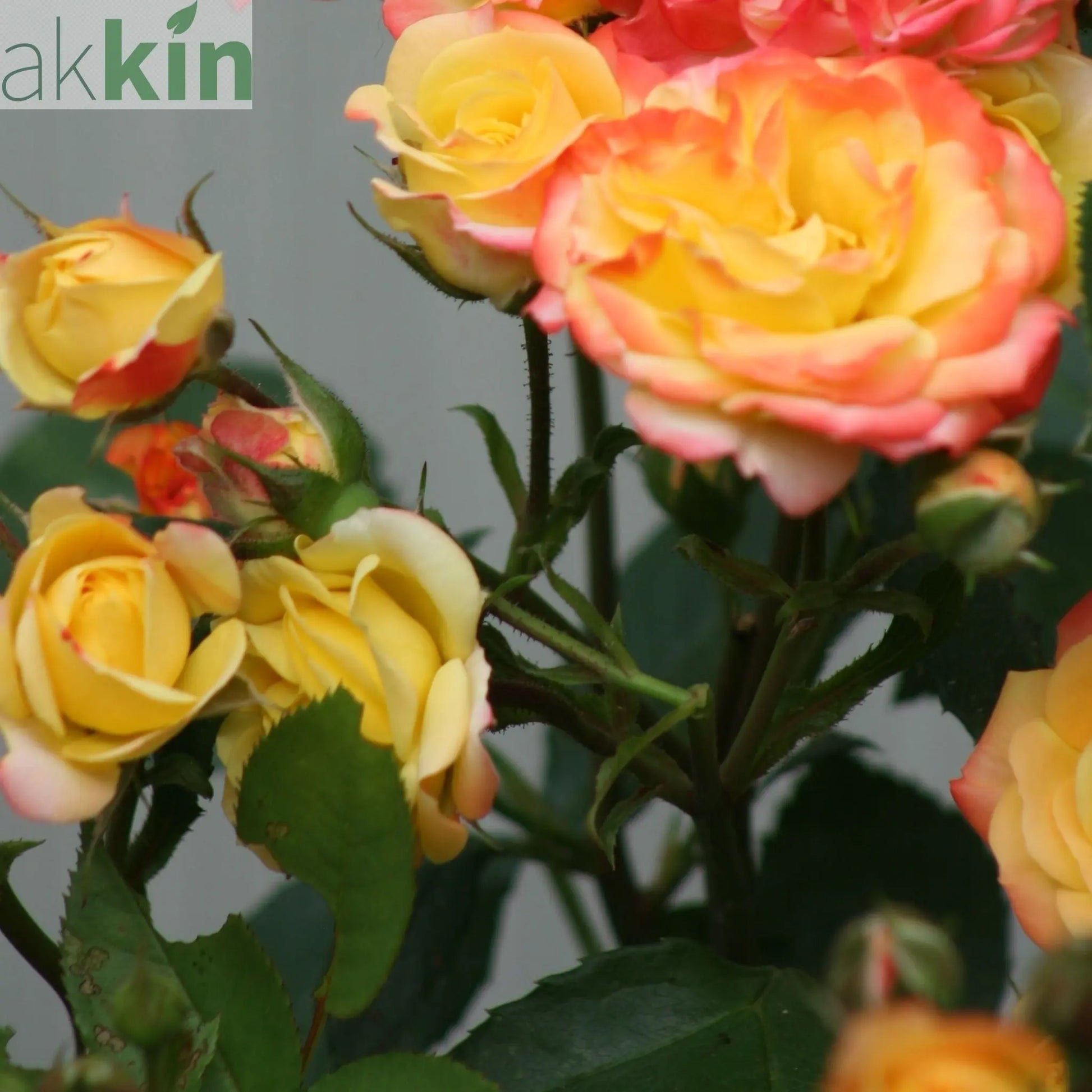 Rose Masquerade | Climbing Floribunda Rose | 4L Potted Rose (PRE ORDER DECEMBER '25) One Click Plants