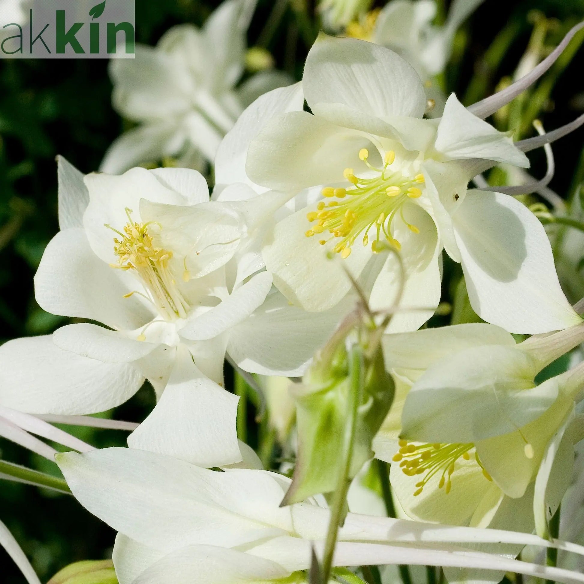 Aquilegia 'White Star' 1L One Click Plants