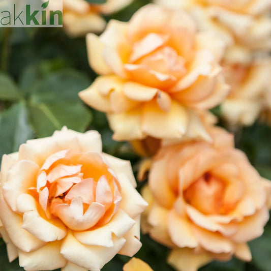 Simply The Best Rose | Hybrid Tea Rose | 4L Potted Rose (PRE ORDER DECEMBER '25) One Click Plants