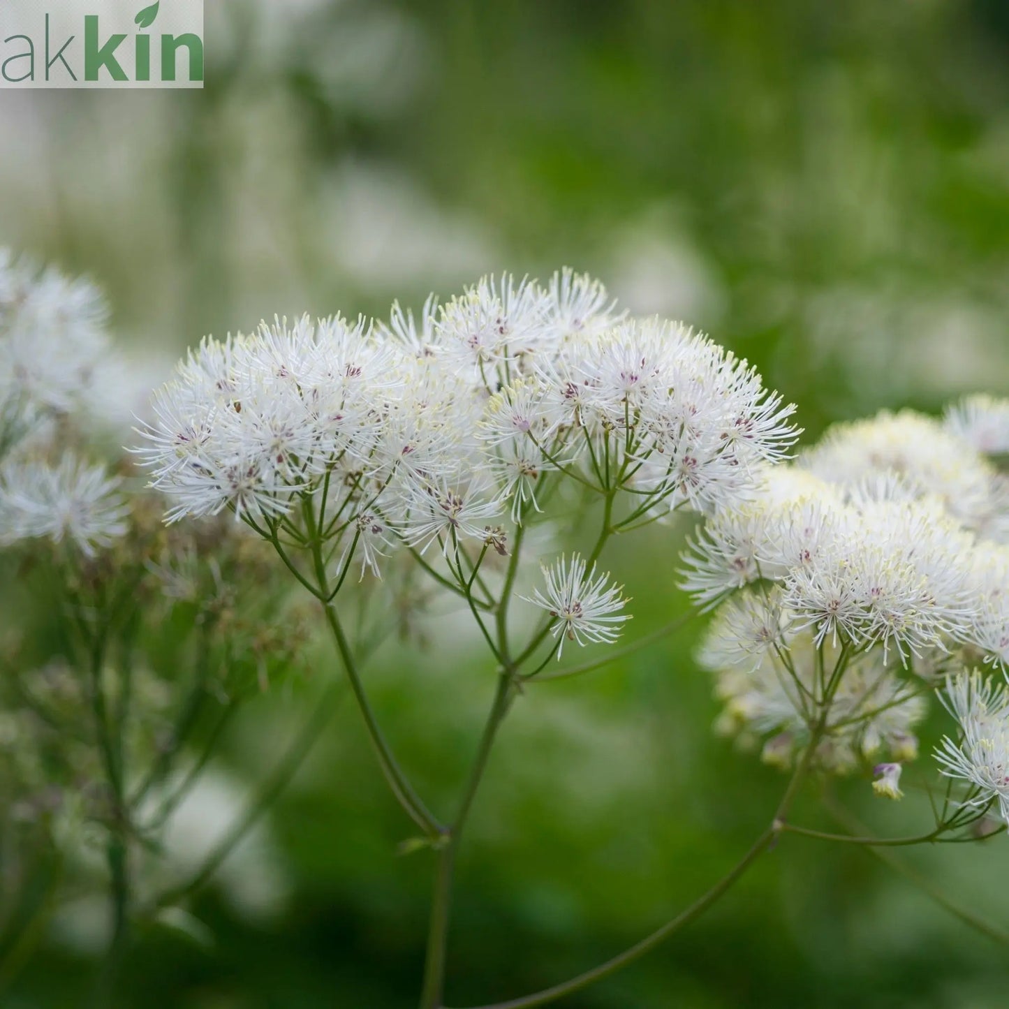 Thalictrum 'Alba' 2L One Click Plants