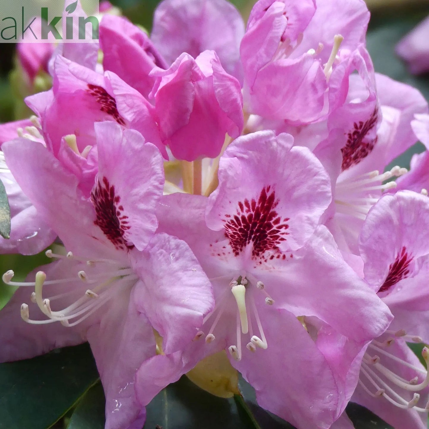 Rhododendron Delta 2L / 5L One Click Plants