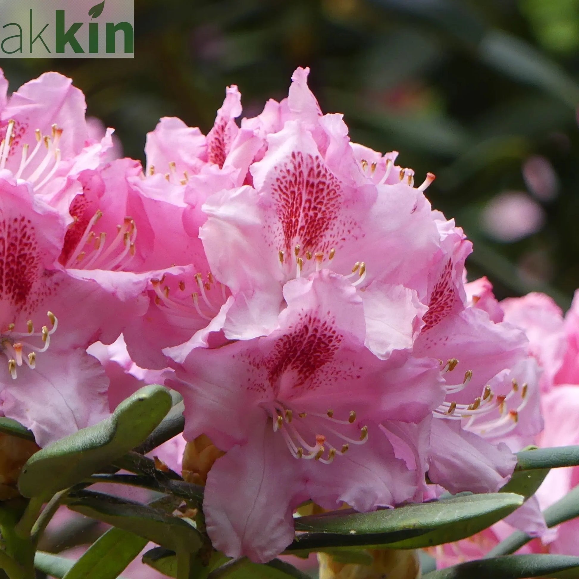 Rhododendron Delta 2L / 5L One Click Plants