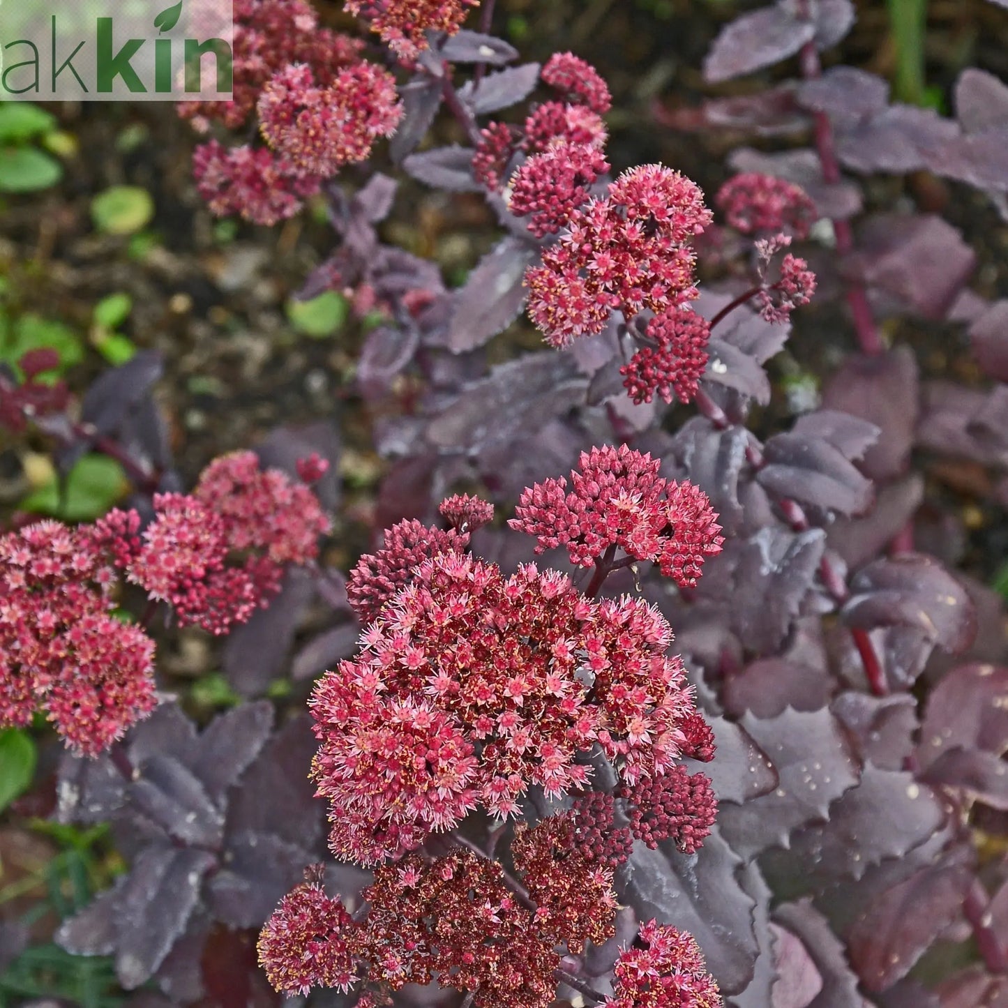 Sedum seduction Hot Rose Dark Stems 2L One Click Plants