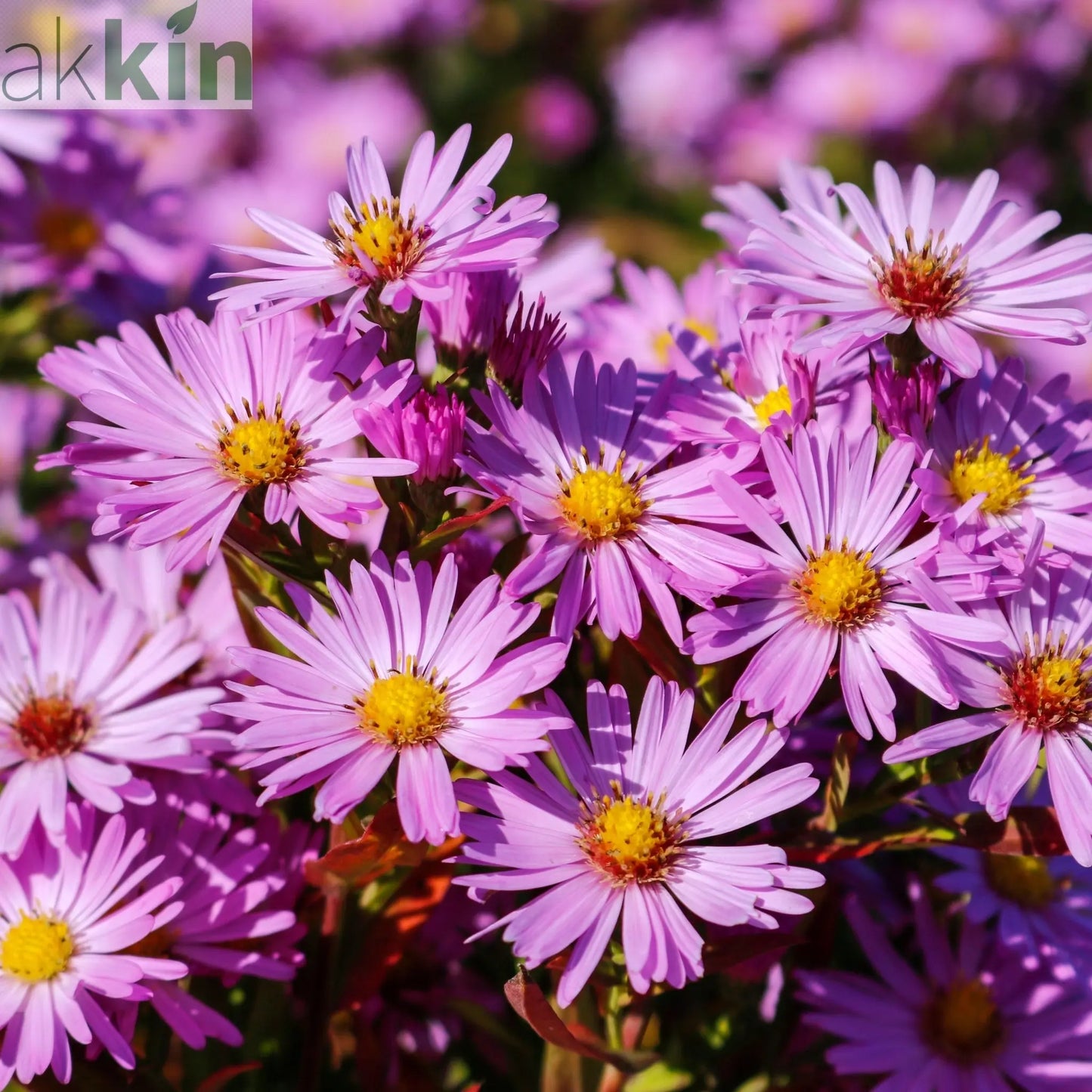 Aster dumosus Light Pink 9cm One Click Plants