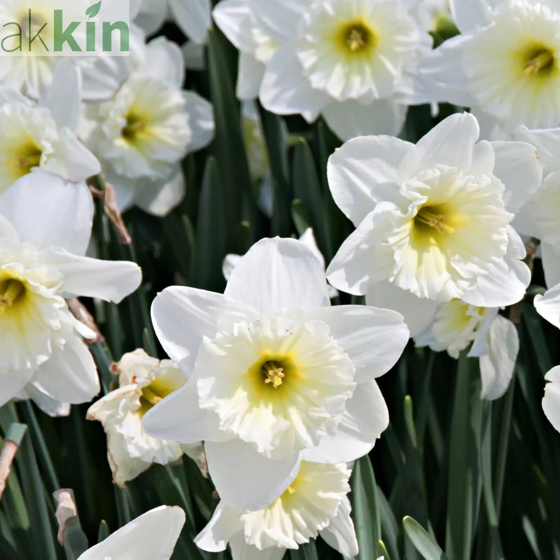 Narcissi Scented White Mix | Dwarf White Daffodil Bulbs (8 Bulbs) One Click Plants