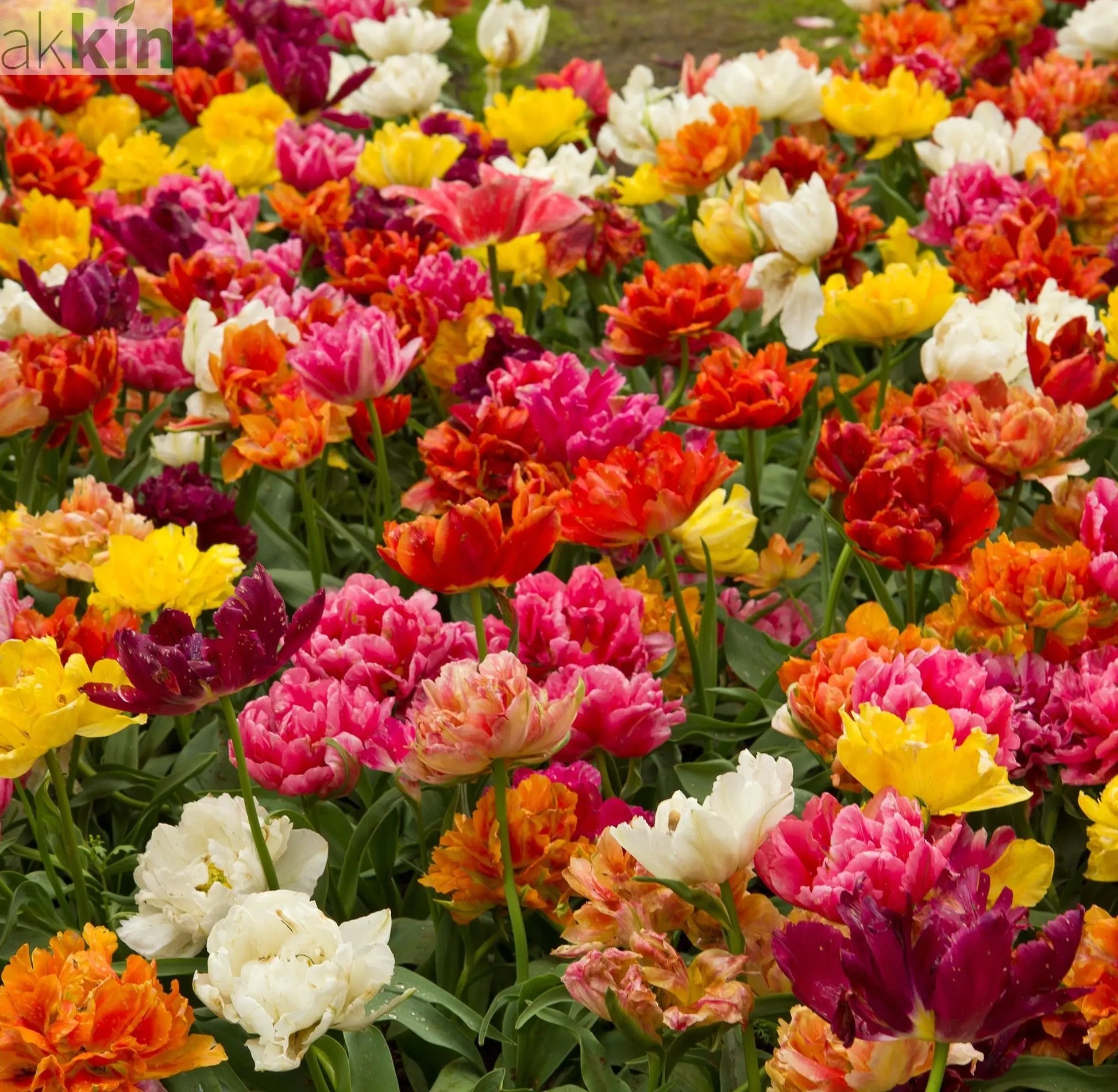 Tulip Double Early Mixed (4 Bulbs) One Click Plants