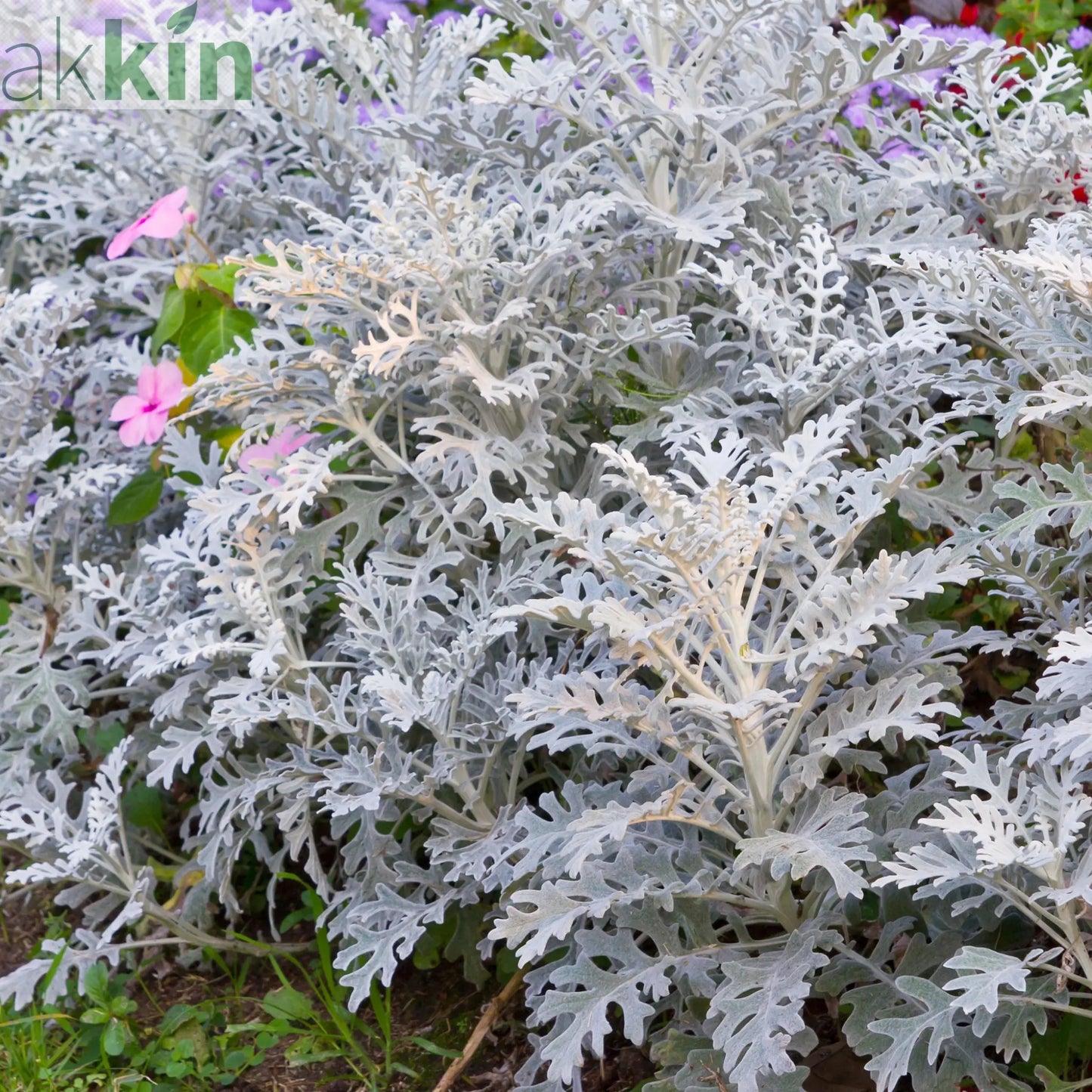 3 x Cineraria 'Silver Dust' (9cm Pots) One Click Plants