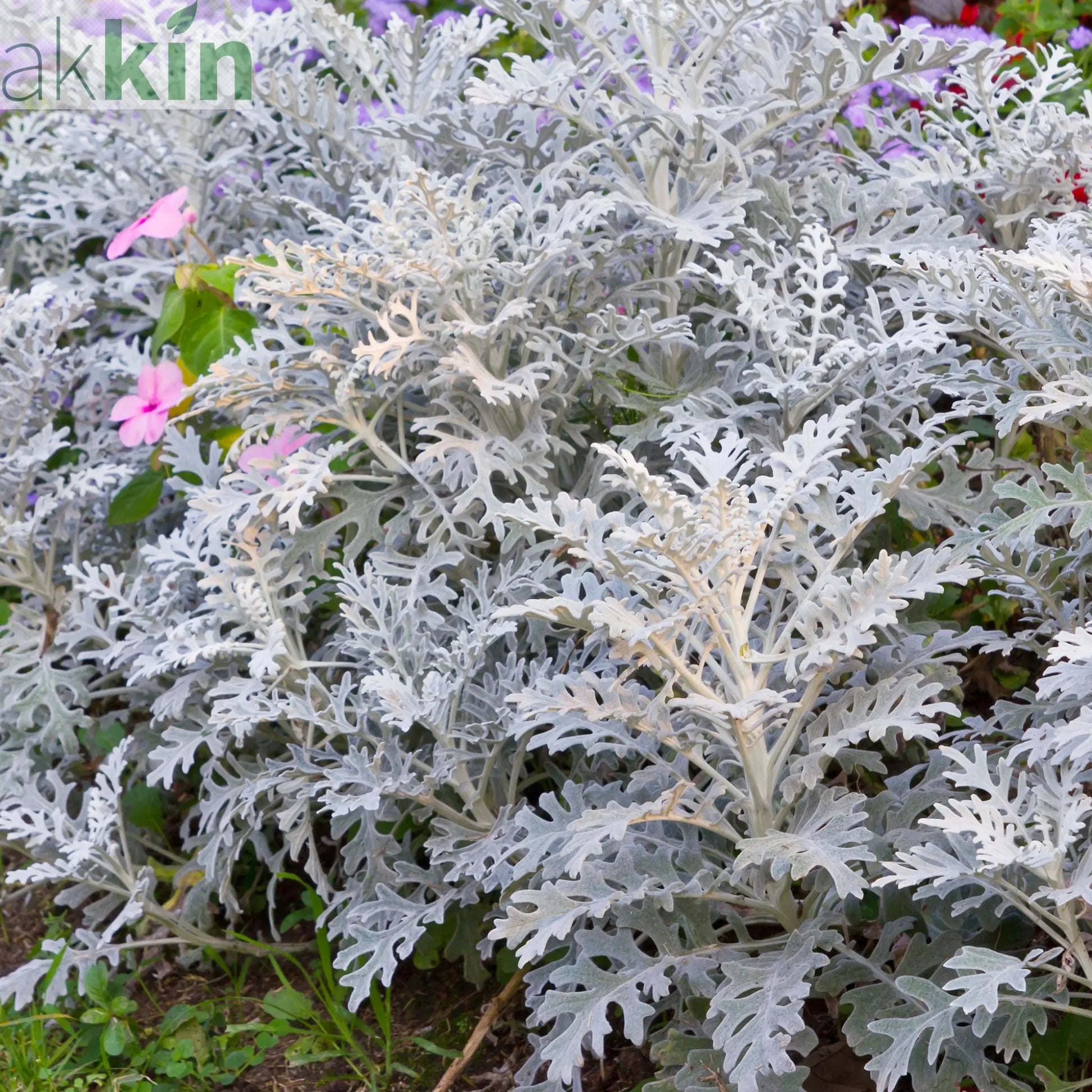 3 x Cineraria 'Silver Dust' (9cm Pots) One Click Plants