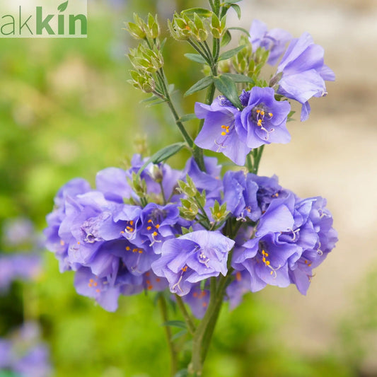 Polemonium caeruleum (Jacob's Lader) Blue 9cm One Click Plants