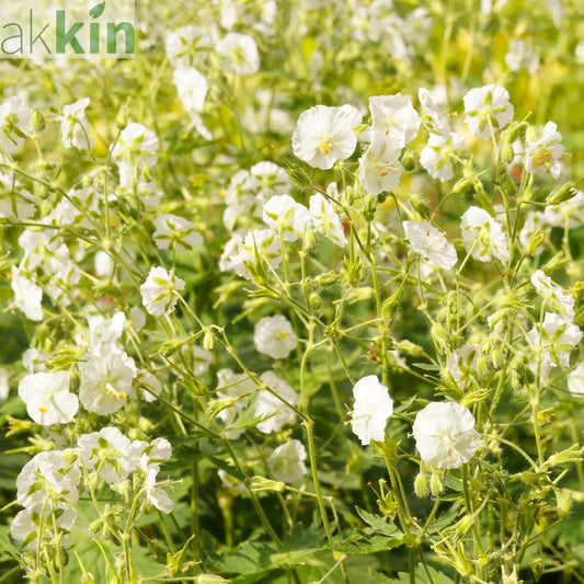 Geranium phaeum 'Album' 9cm/2L One Click Plants