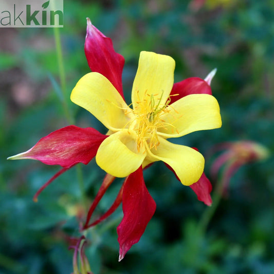 Aquilegia caerulea 'Tequila Sunshine' 9cm One Click Plants