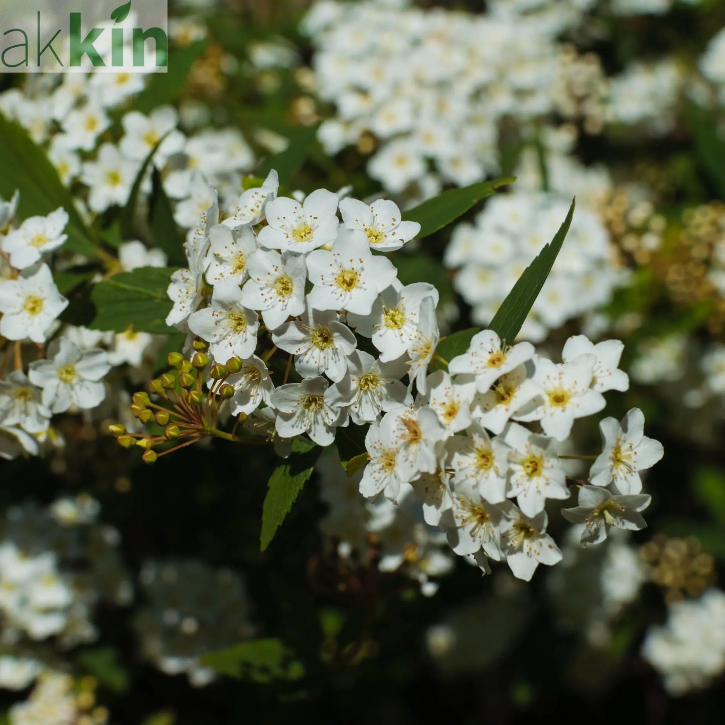 Viburnum tinus 2L / 5L One Click Plants