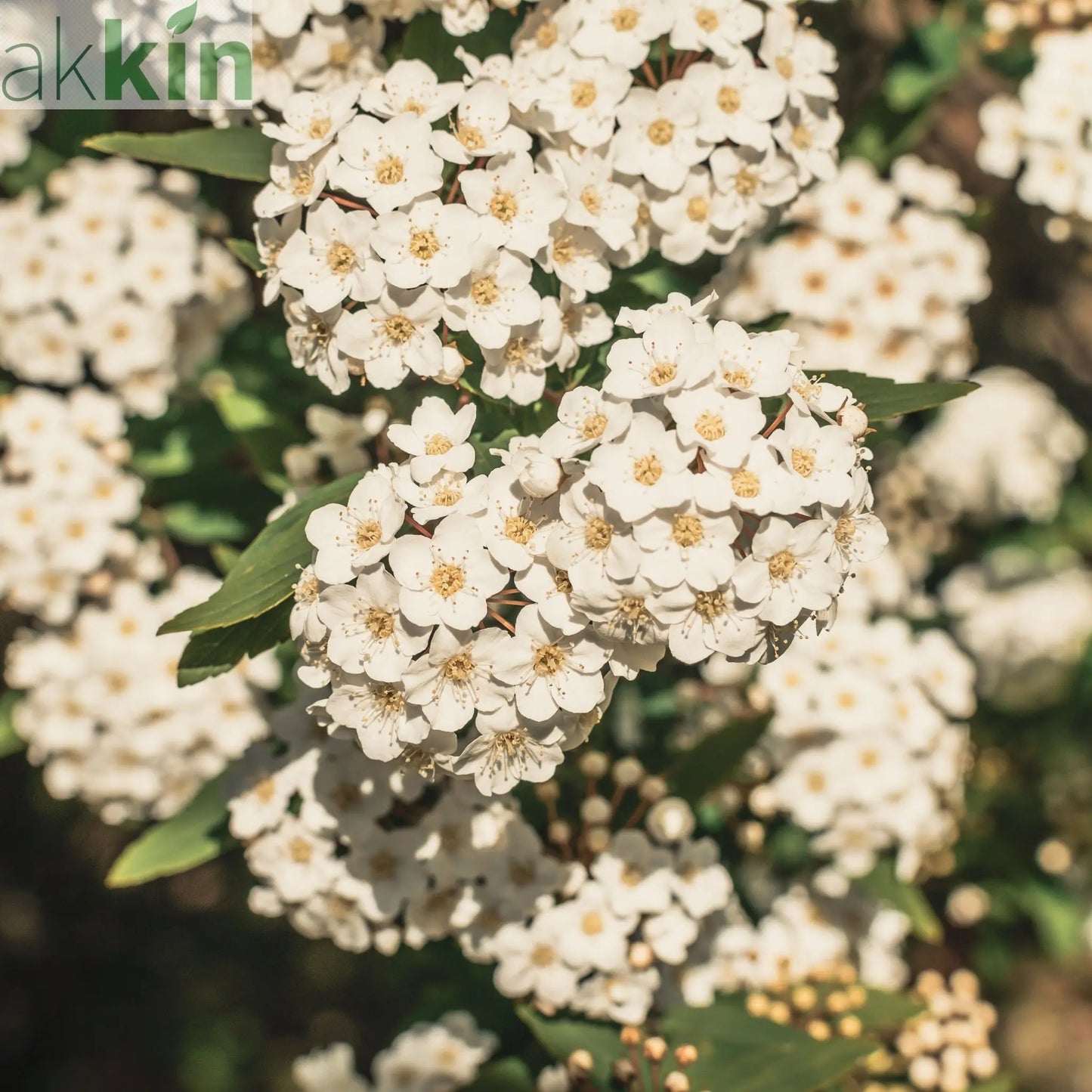 Viburnum tinus 2L / 5L One Click Plants