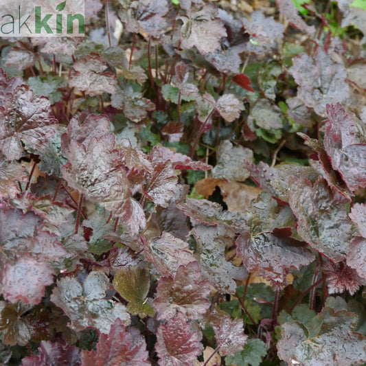 Heuchera micrantha Palace Purple 9cm One Click Plants