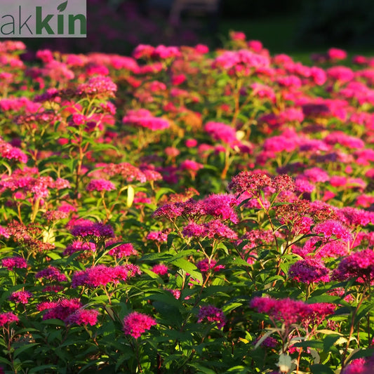 Spiraea japonica 'Anthony Waterer' 2L One Click Plants