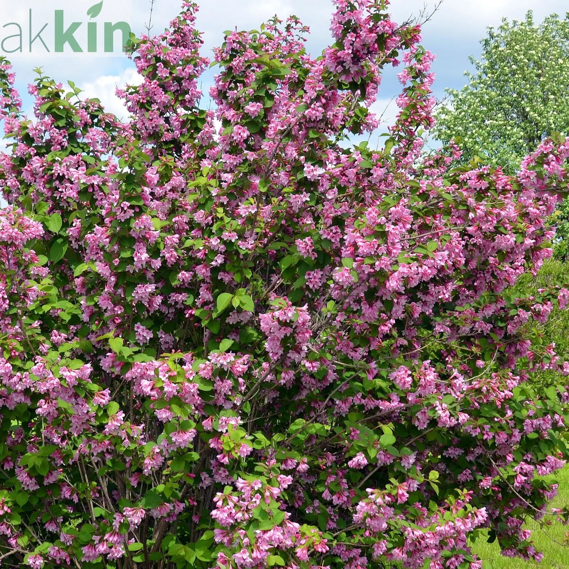 Syringa vulgaris (Lost Label) 5L One Click Plants